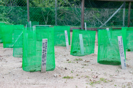 Each nest in hatchery is labelled