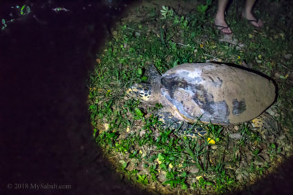 Hawksbill turtle