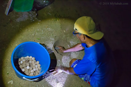 Moving the turtle eggs to hatchery