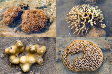 Variety of corals exposed during low tide