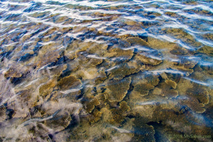 corals in the sea