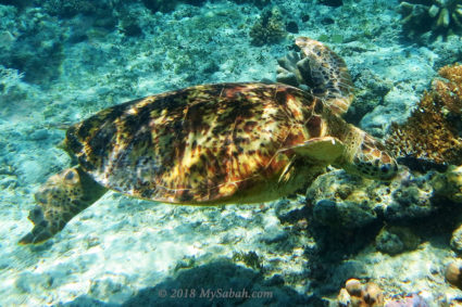 swimming turtle