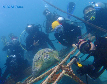 Group photo of divers with the friendly turtle