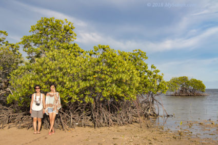 Mangrove trees on Libaran