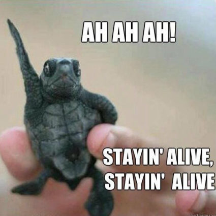 Baby turtle staying alive