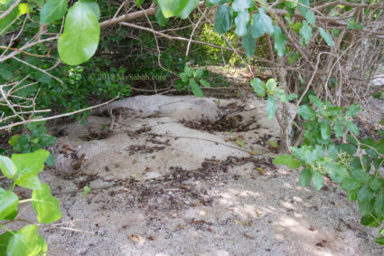 Nesting spots of sea turtles