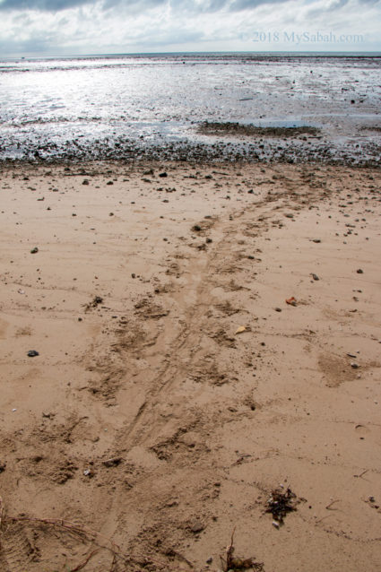 Landing track of sea turtle on the beach