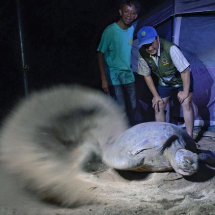 Turtle laying eggs on Libaran