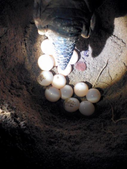 turtle laying eggs