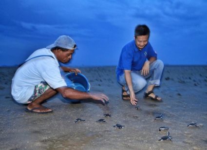 Releasing baby turtles to the wild