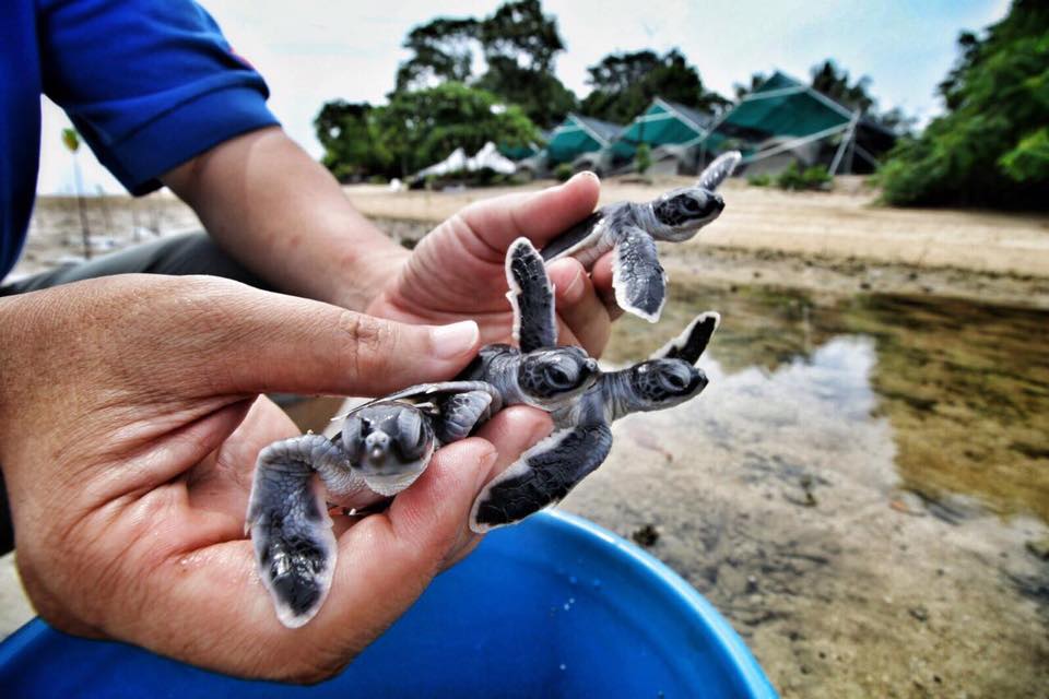 Turtle Sanctuary and Glamping at Libaran Island