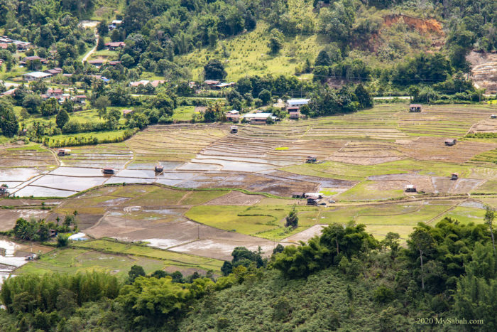 Paddy field of Tambunan