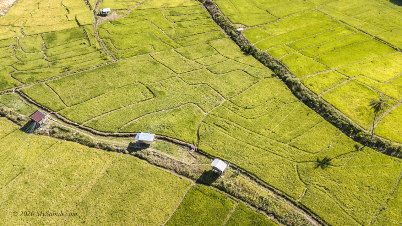 Paddy field of Kota Belud