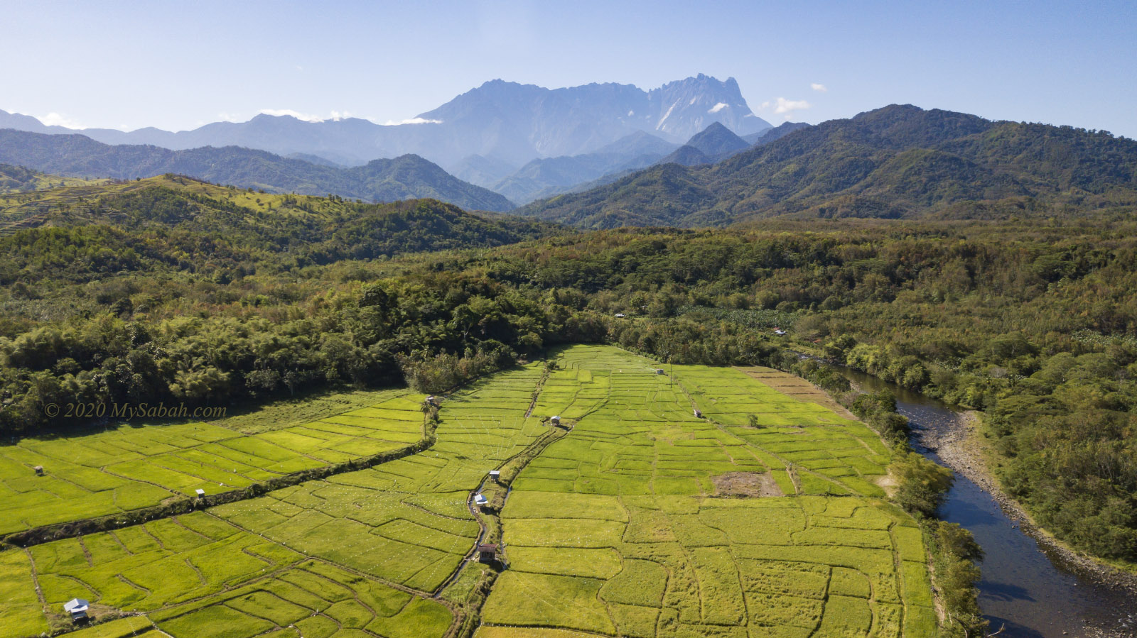 Green paddy field under Mount Kinabalu