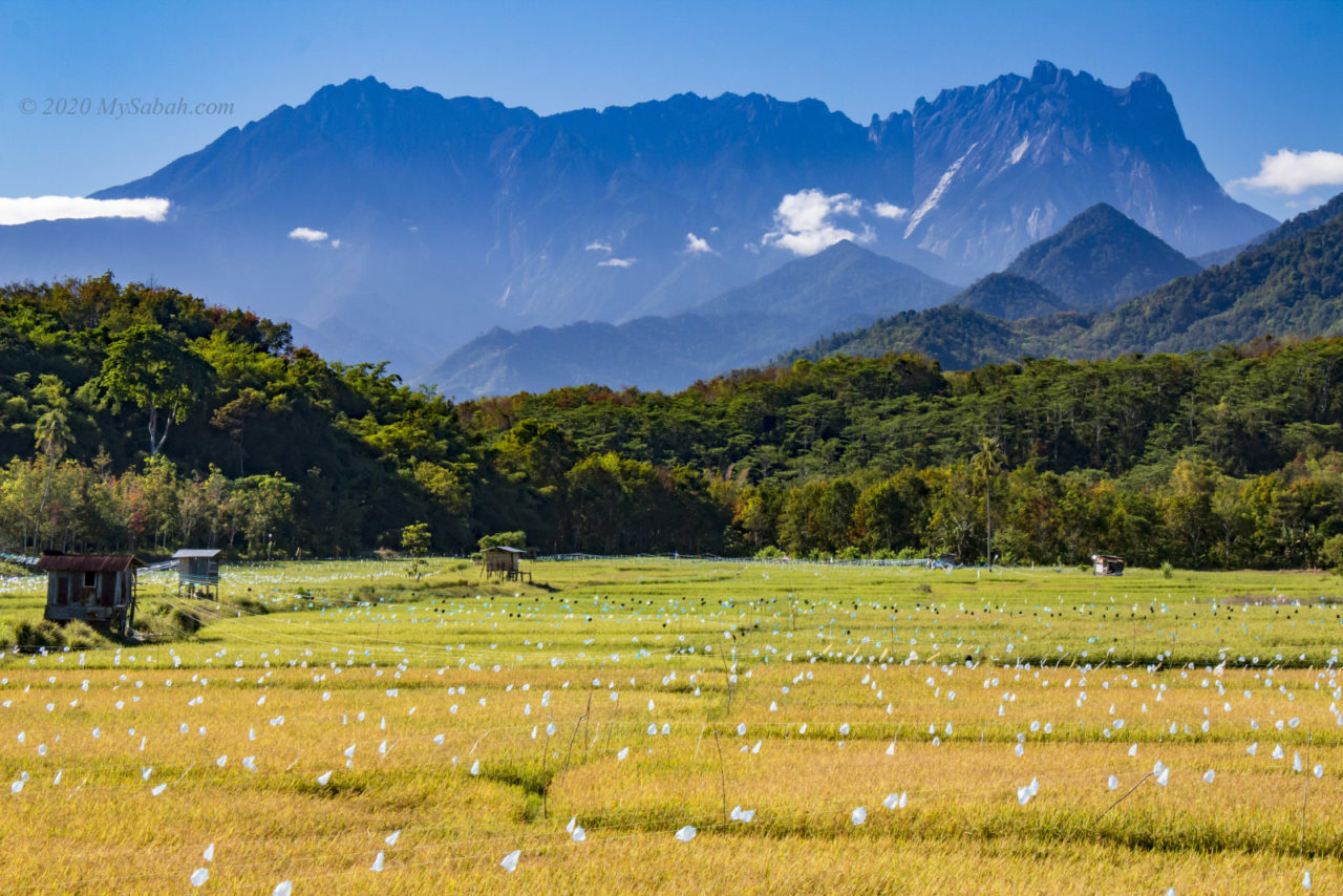 Mount Kinabalu and paddy field