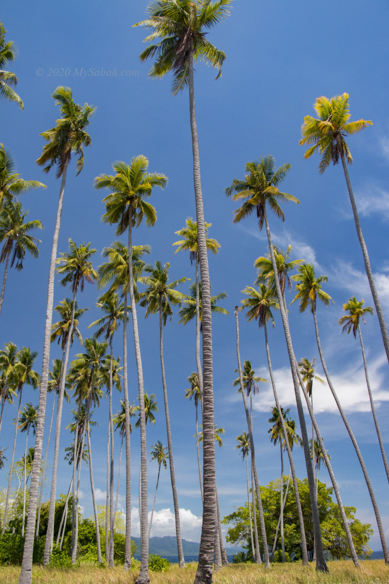 Tall coconut trees of Sibuan