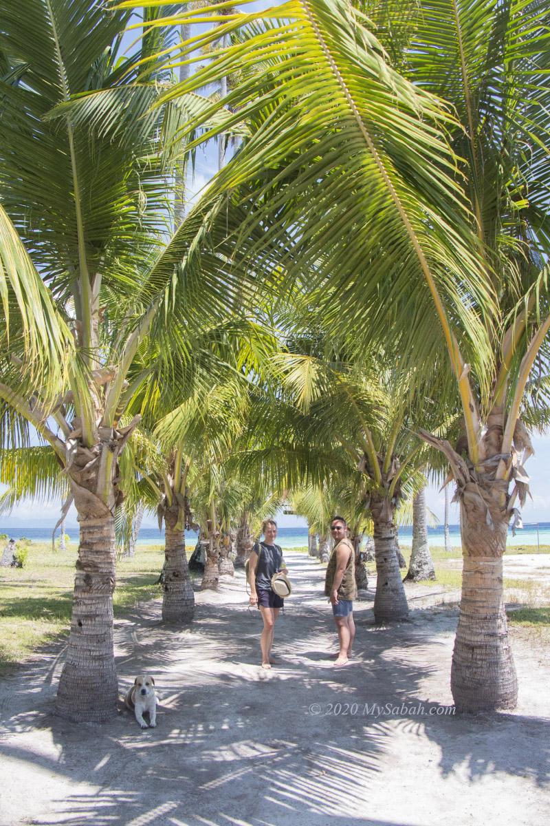 Coconut trees behind the Sibuan Island