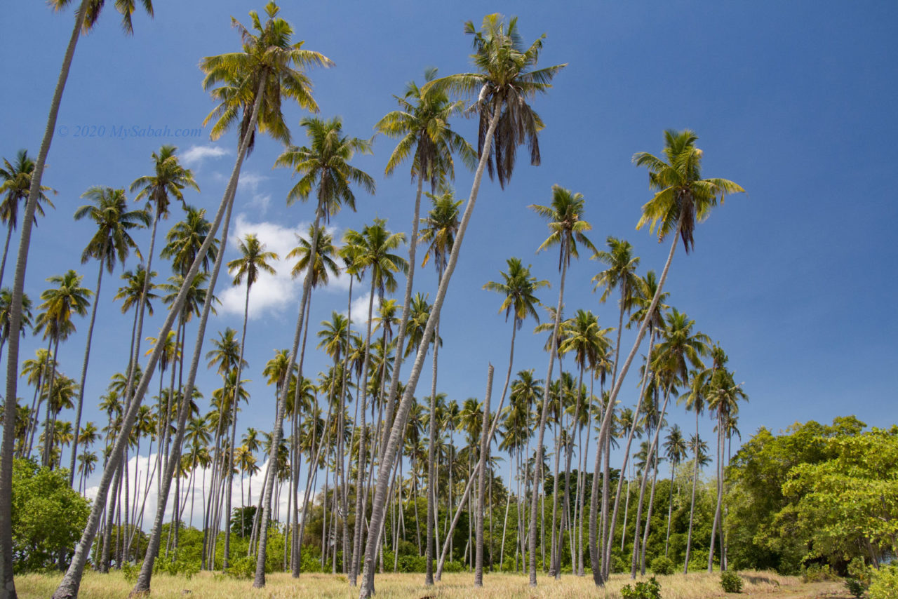 Coconut trees of Pulau Sibuan