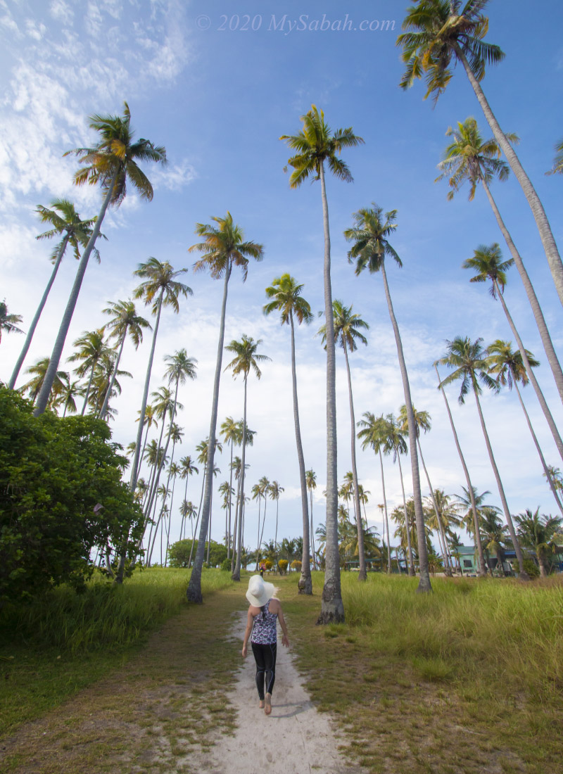 Coconut walkway of Sibuan Island