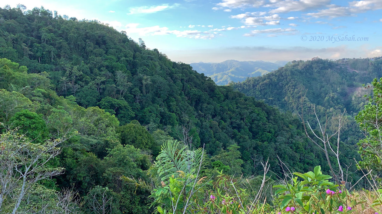 Dense forest in foothill of Bukit Bongol