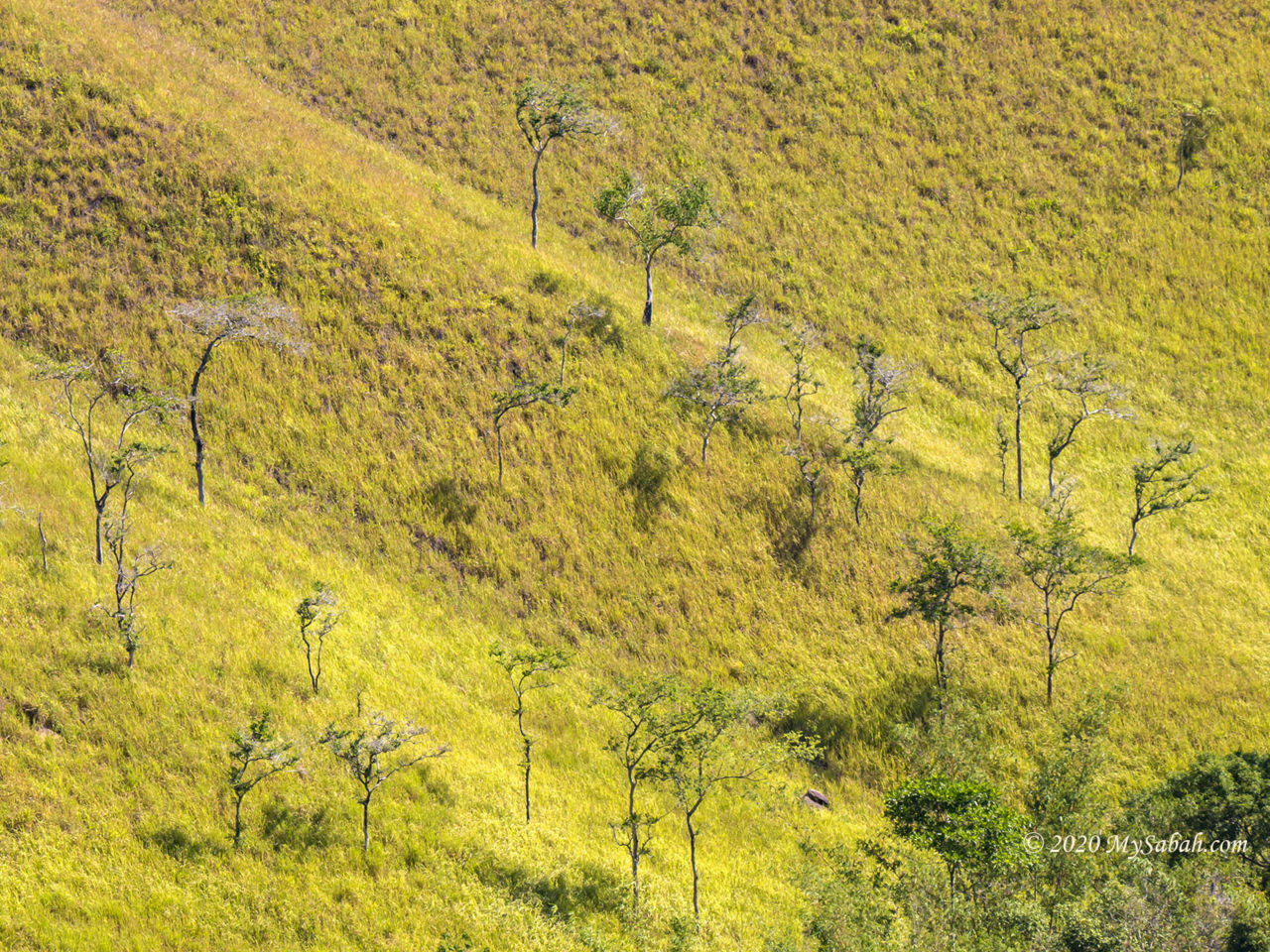 One side of every tree has denser leaves and all seem to point to same direction