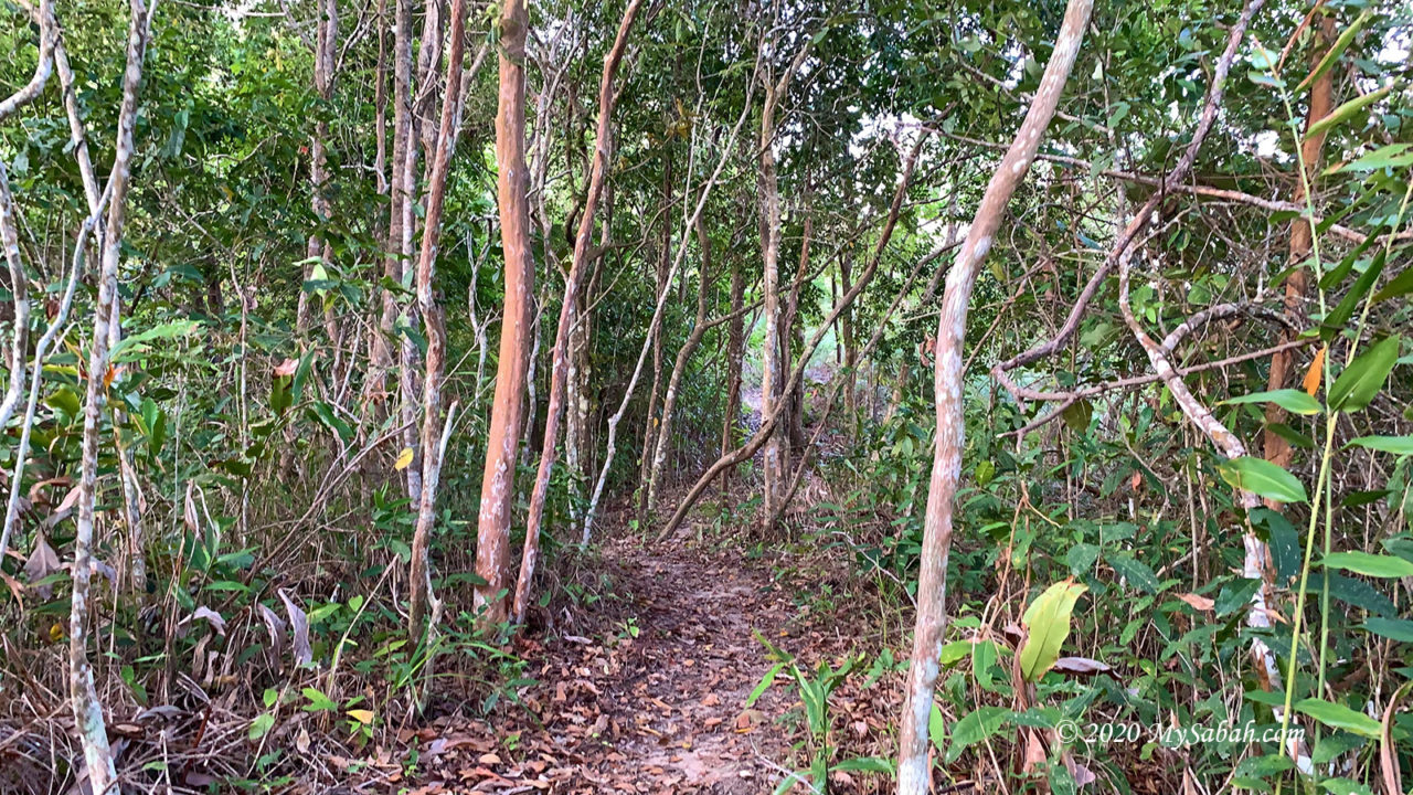 Trail in dense wood