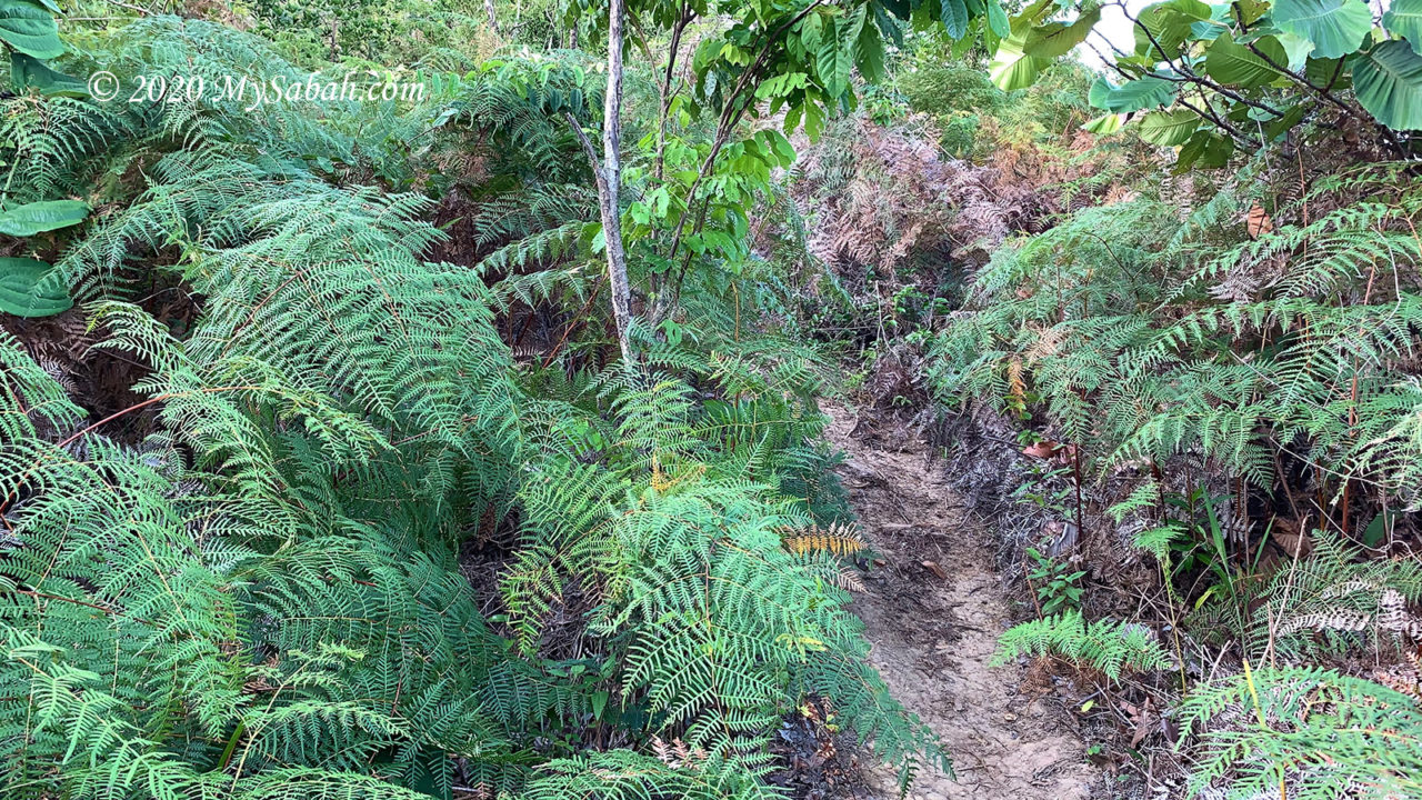 Fern path in high ground