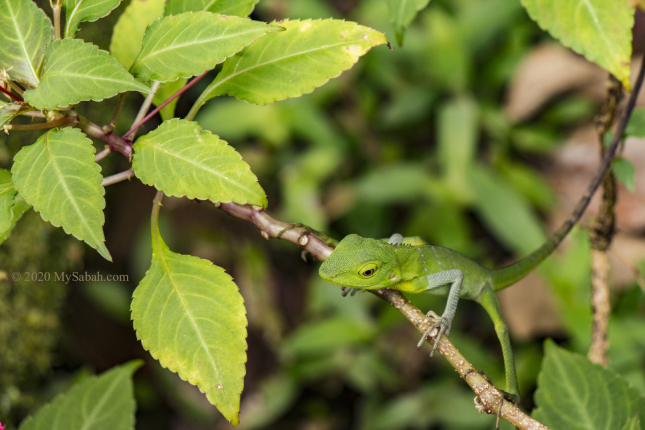 green lizard on a twig