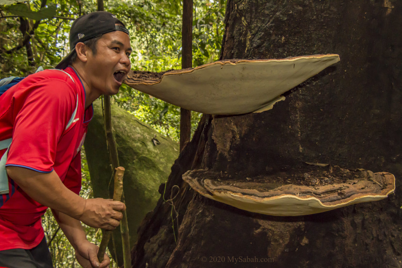 Guide pretending to eat the Lingzhi