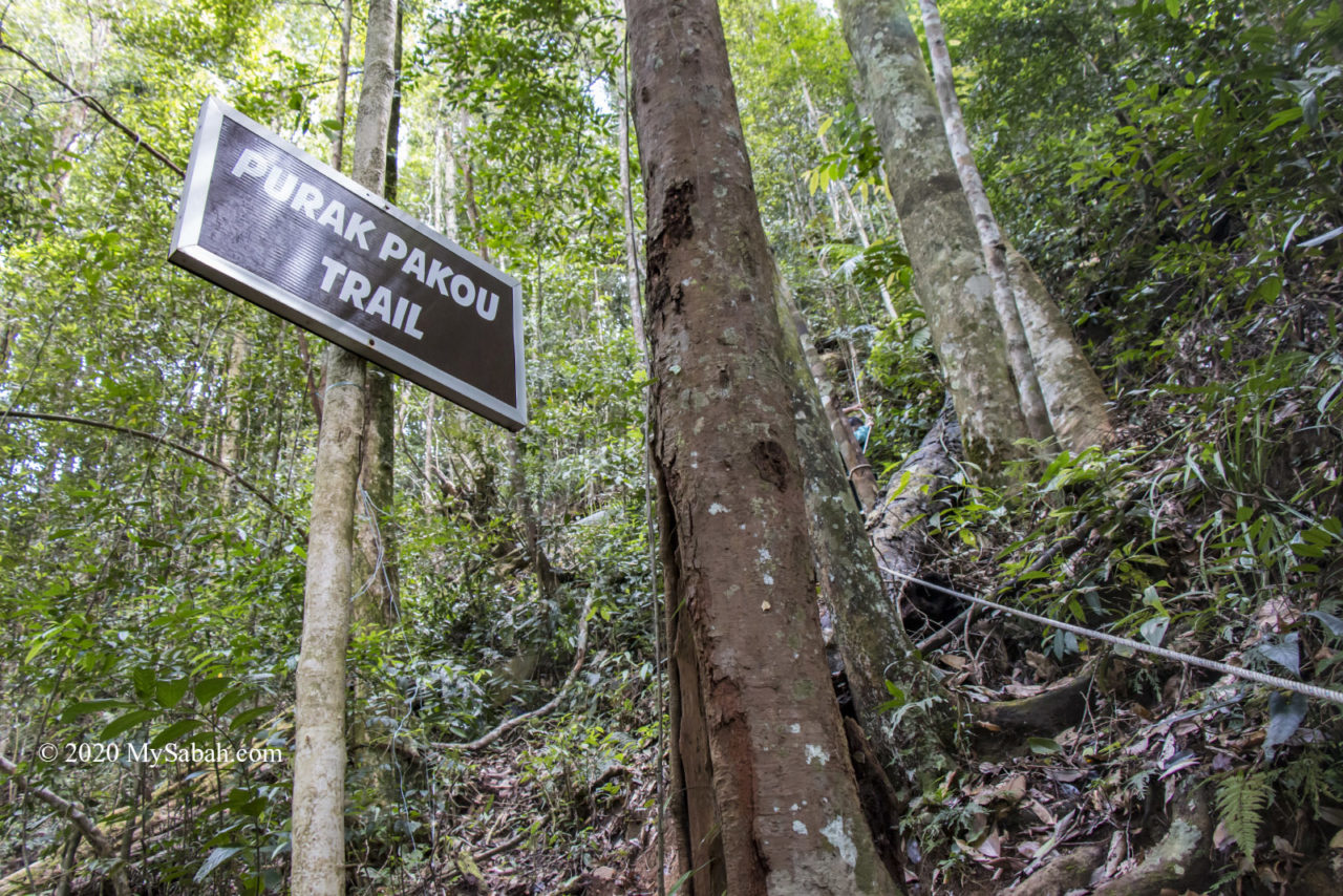 Purak Pakou Trail to Mount Nopungguk