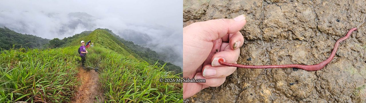 Left: Bongol Hill covered in mist after rain. Right: The Kinabalu Giant Red Leech appears after heavy rain