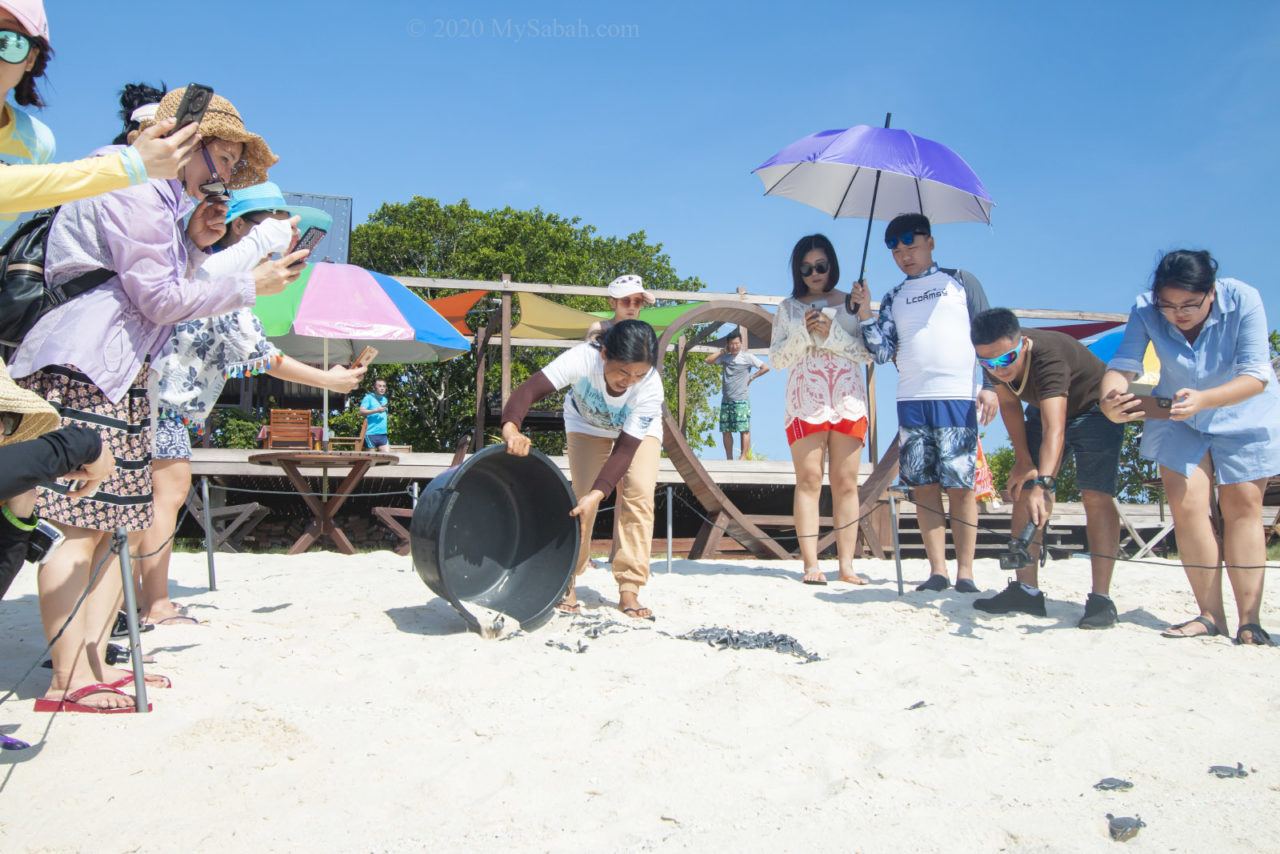 Tourists looking at release of baby turtles to the sea