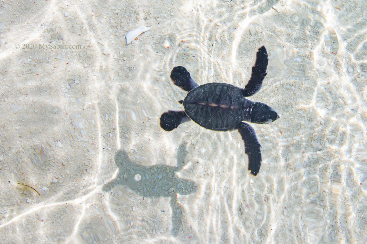 Baby turtle swimming in the sea