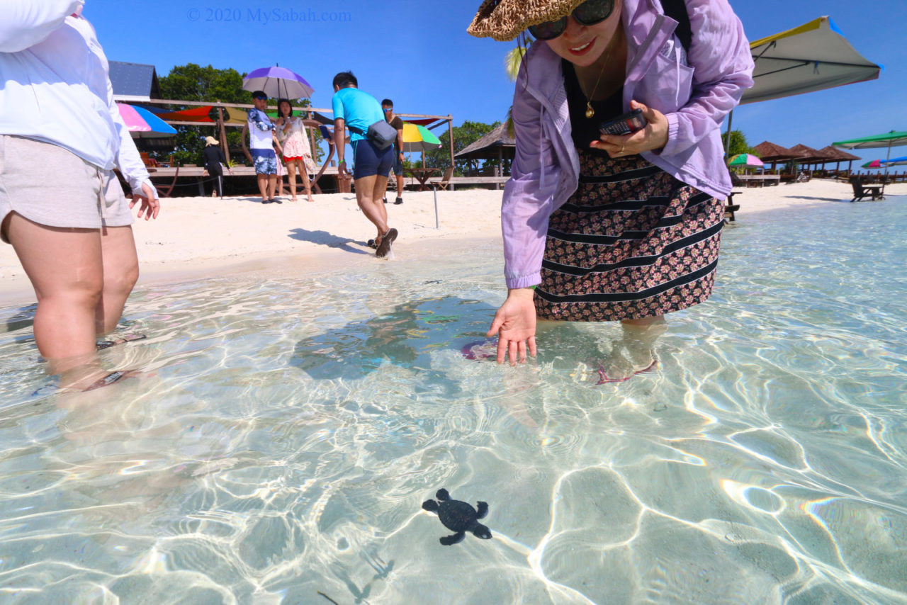 Sending off the baby turtle