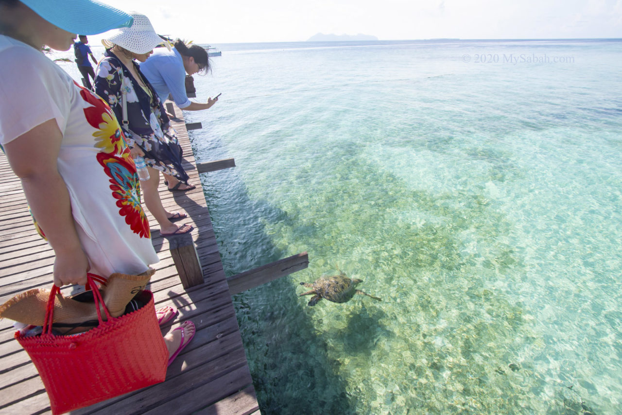 Sea turtle at the jetty of Timba-Timba Island