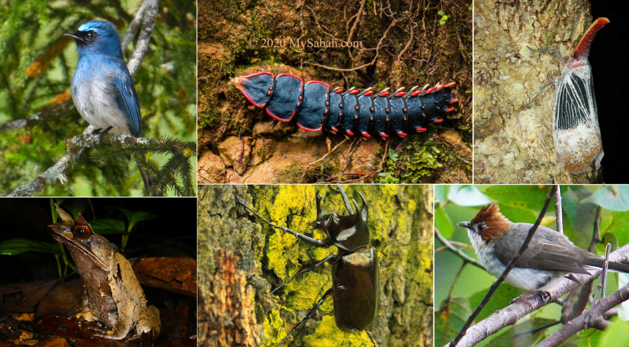 Wildlife of Kinabalu Park