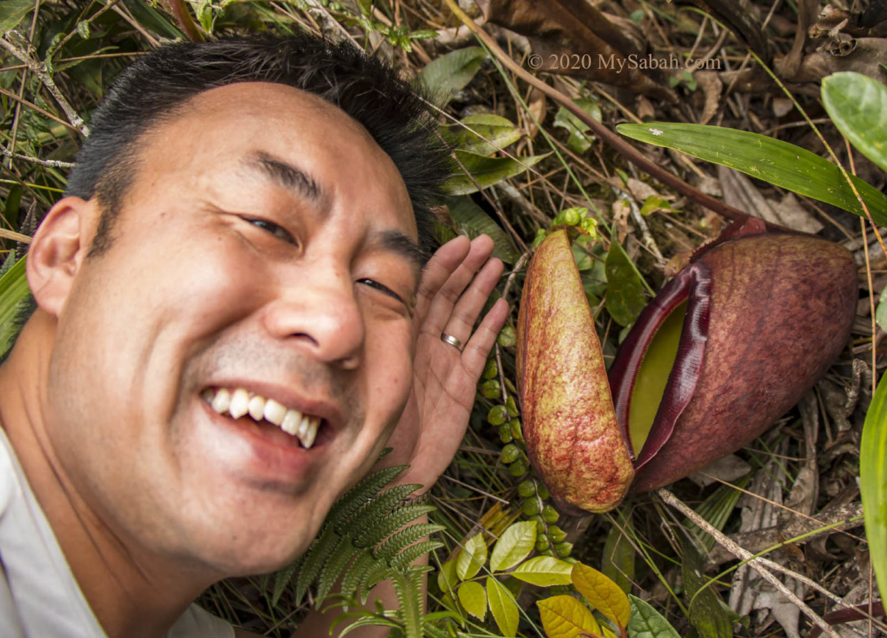 Nepenthes rajah next to tourist face