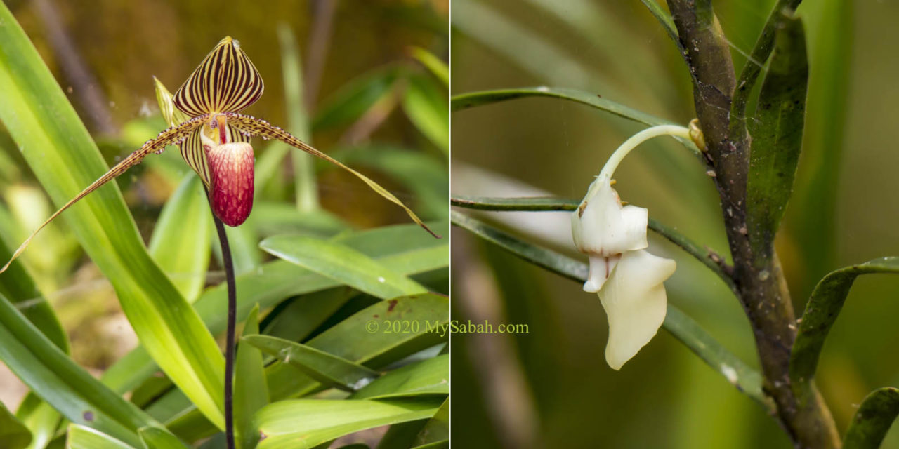 Rothschild slipper orchid (Paphiopedilum rothschildianum) and Santa Claus orchid