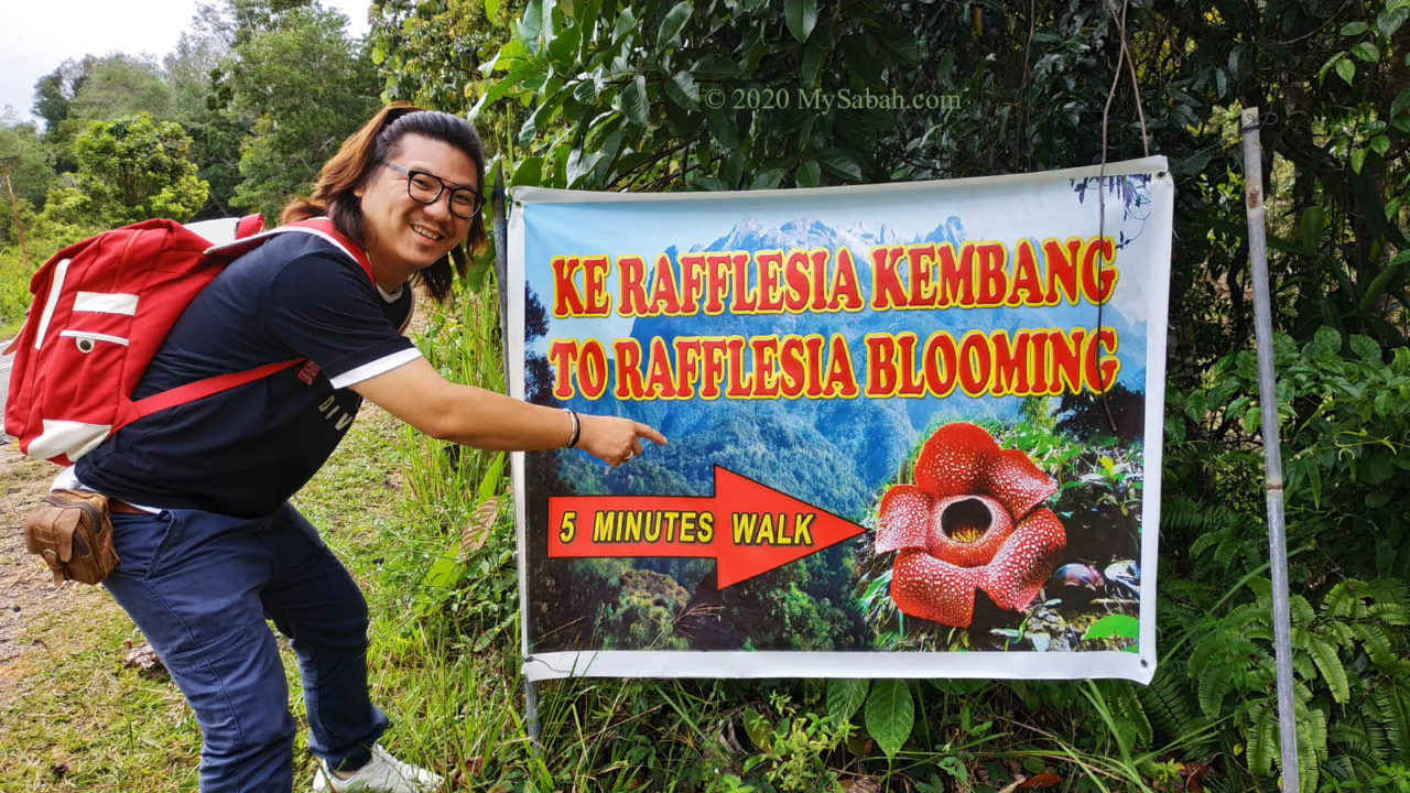 Roadside notice of blooming rafflesia flower