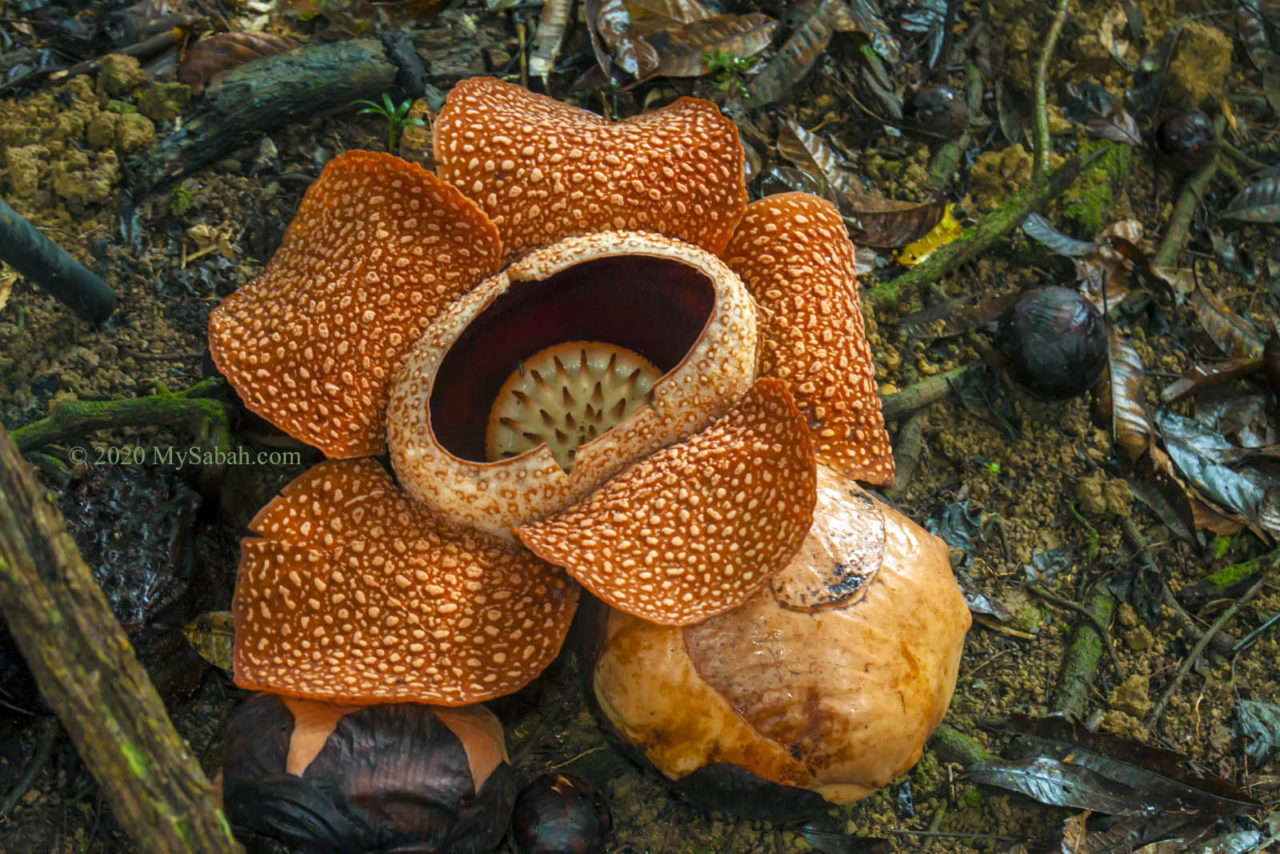 Blooming rafflesia (Rafflesia keithii)