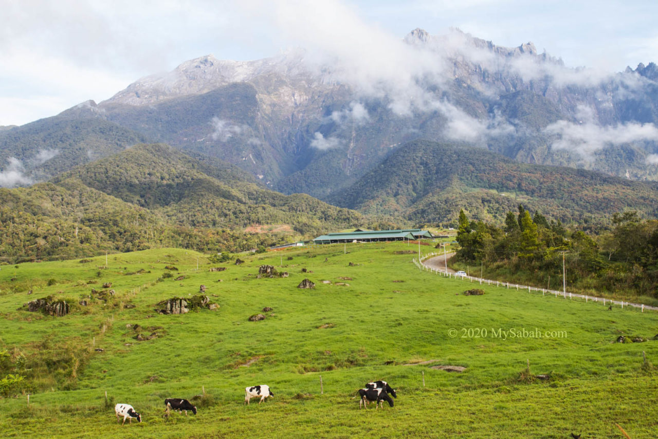 Green pasture and milk cows of DESA Cattle Farm