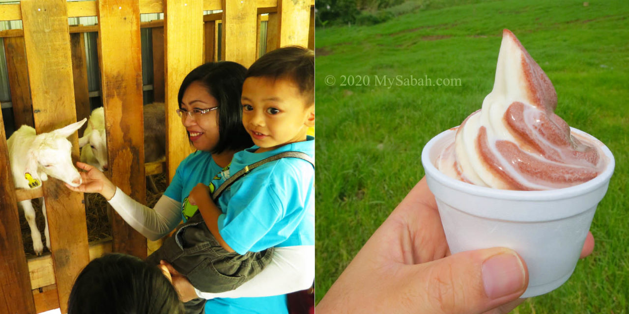 Feeding little lamb and trying the ice cream in DESA Cattle Farm