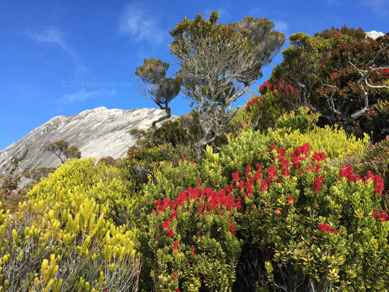 Subalphine scrubs on Mount Kinabalu