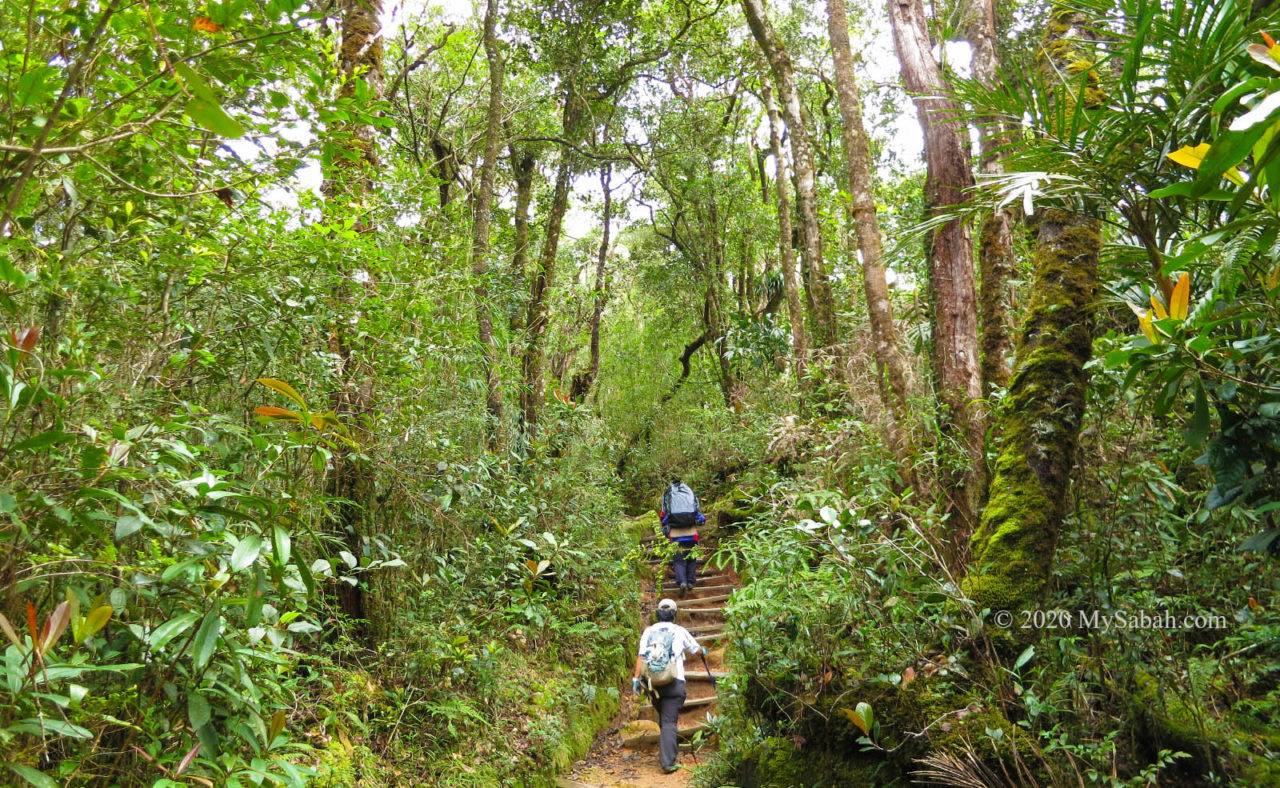 Jungle trekking in mountain forest of Kinabalu National Park