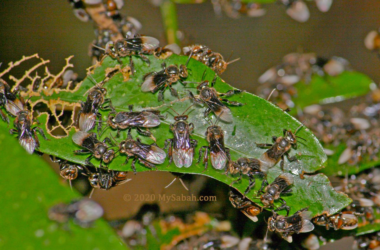 Stingless bees (kelulut) congregate on a leaf
