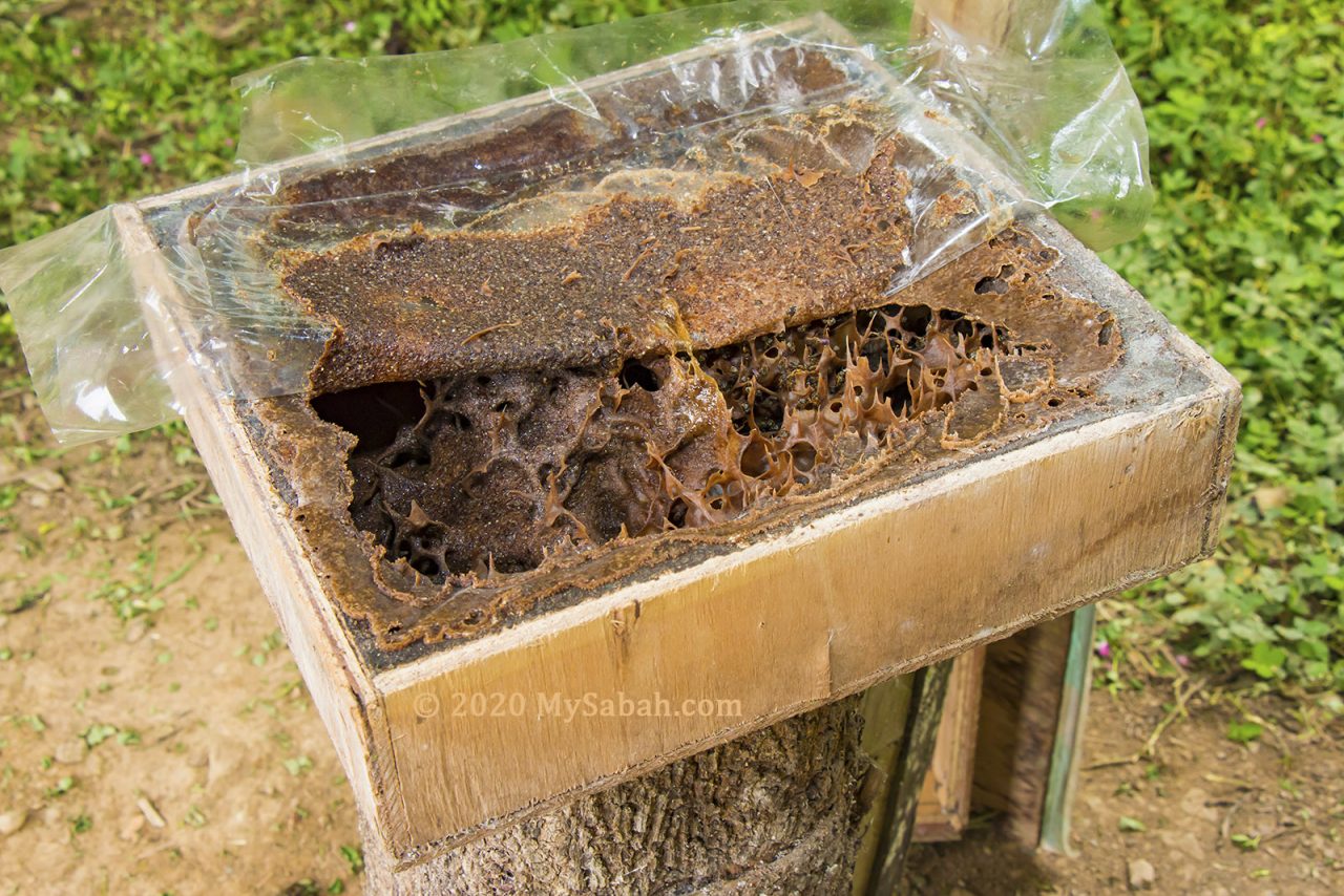 Stingless bee house with top cover
