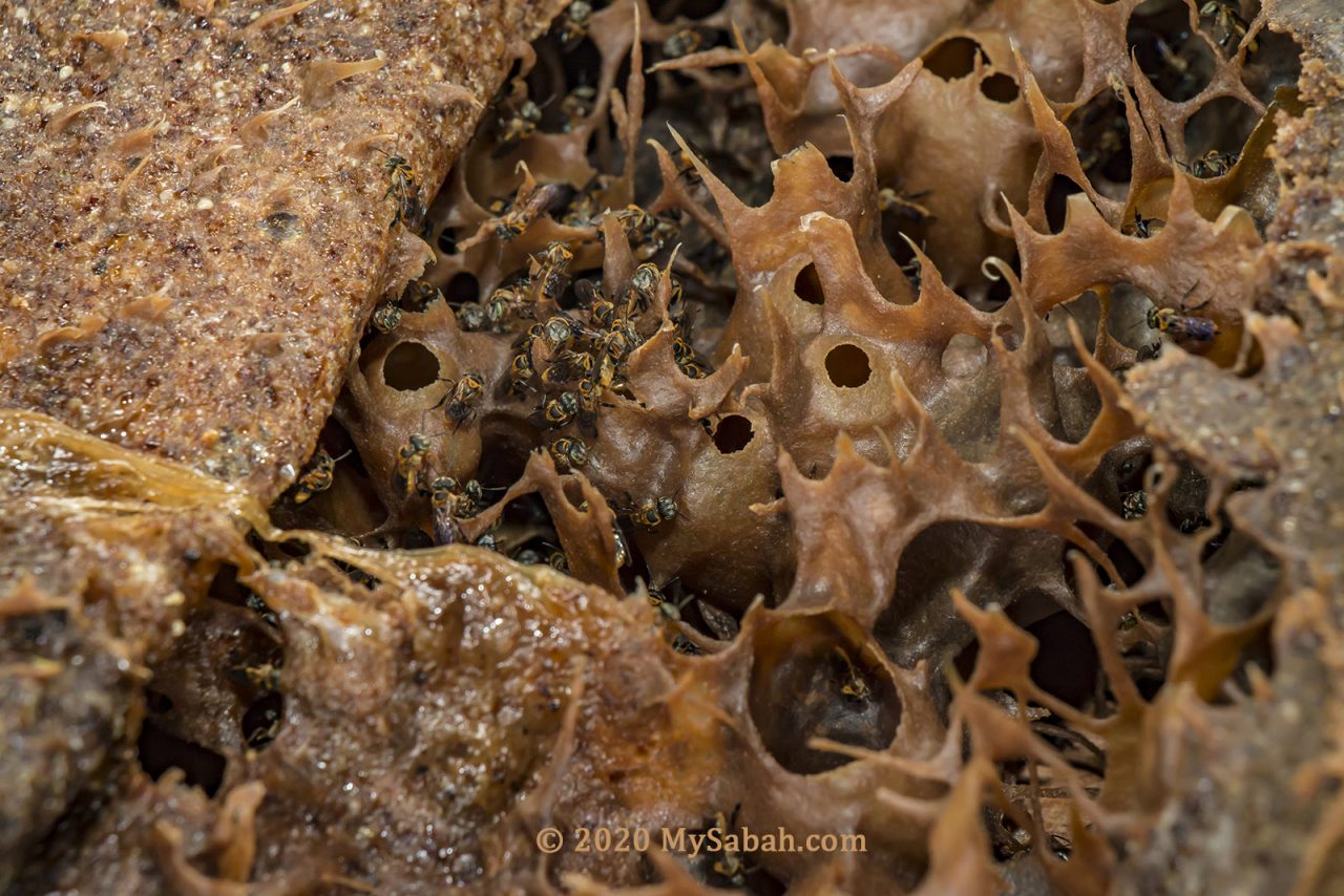 Close-up of stingless bees (kelulut) and their nest