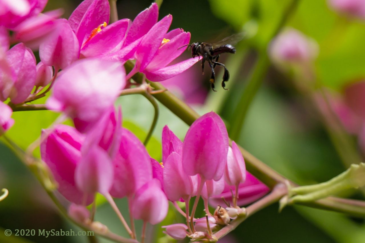Stingless bee flying to Honolulu Creeper (Antigonon leptopus) flowers