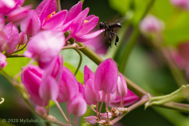 Stingless Bee (Kelulut) Farming in Sabah - MySabah.com