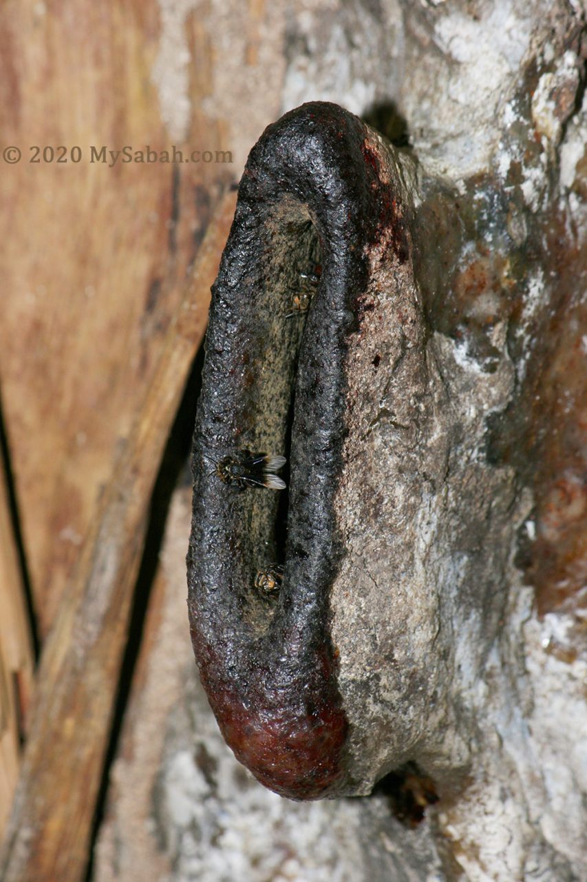 Big entrance of stingless bee nest. Found in Gaya Island, off Kota Kinabalu city